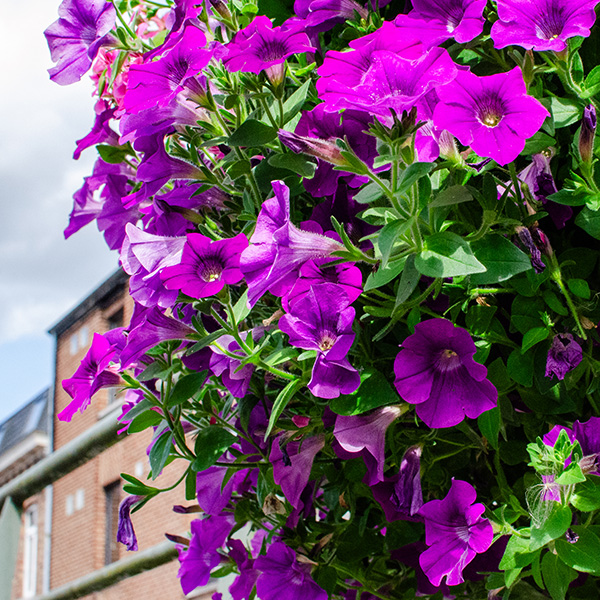 4. By the Way-Les Hauts de la Gare-Quartier